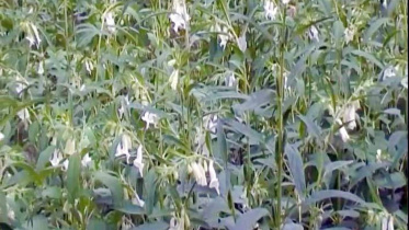 Gaibandha farmers.jpg