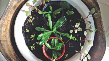 Get winter veggies from your own garden!