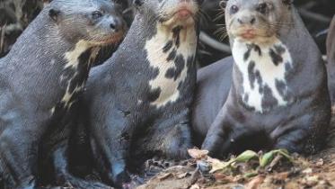 Giant otters.jpg