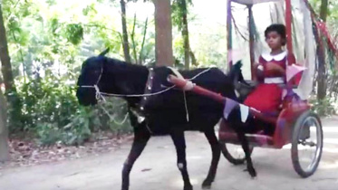 Schoolgirl's goat-driven cart in Jashore