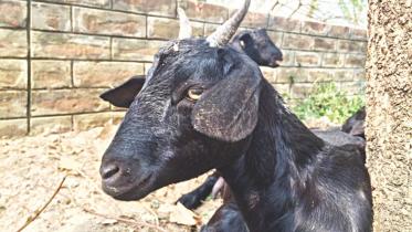 Goats of Bangladesh