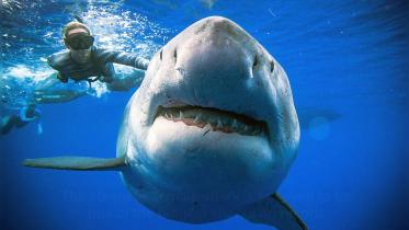 Great white shark-wb.jpg