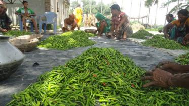 Green chilli Lalmonirhat.jpg