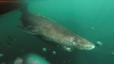 The Greenland Shark, deep-ocean predator, animals, shark, four centuries, lifespan, planet, the Arctic, North Atlantic