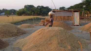 Harvested boro paddy.jpg