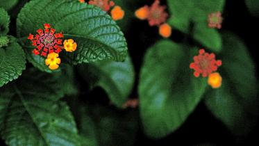 healthy relationship.jpg