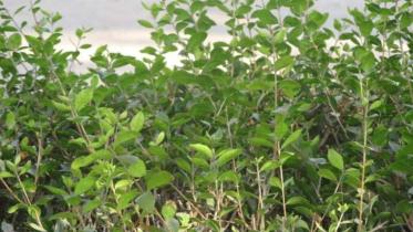 Henna shows colour 1.jpg