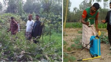 herbal pesticide.jpg