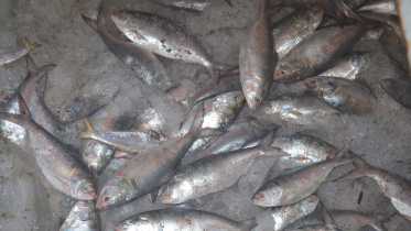 hilsa-seizure.jpg