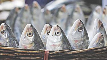 Hilsa