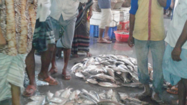 hilsa arrives.jpg