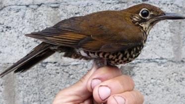 himalayanforestthrush.jpg
