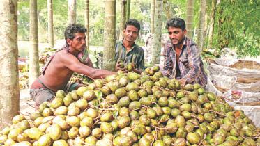 hog plums high yield 1.jpg