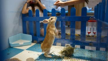 honkong-rabbit-afp-1-wb.jpg