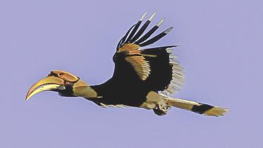 hornbill.jpg