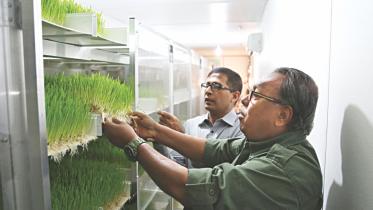 Hydroponic grass.jpg
