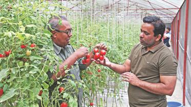 hydroponic tomato.jpg