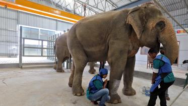 India’s first elephant hospital