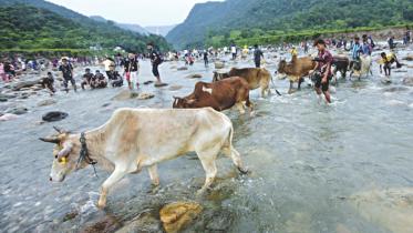 Indian-cattle-brought.jpg