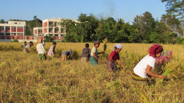 indigenous women reap paddy.jpg