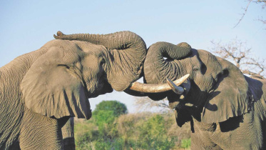 Jaas Travel Corporation Ltd