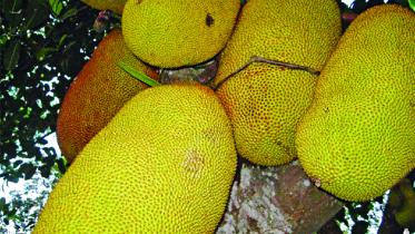 jackfruit.jpg