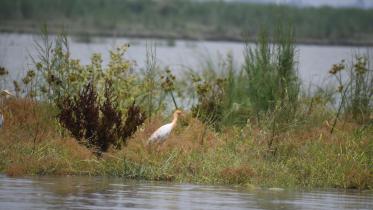 Jamuna river-Bogura  Photo- Mostafa Shabuj- (3)-min.JPG
