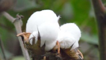 Jhalakathi cotton 1.jpg