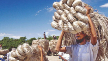 Jute.jpg