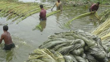 jute Lalmonirhar Sadar.jpg