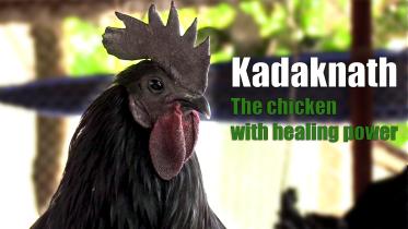 Kadaknath: The chicken with healing powers Zahed Khan