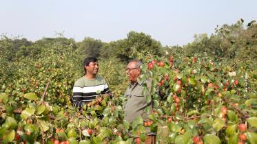 Kashmiri Apple Kul.jpg
