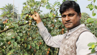 Kashmiri plum.jpg
