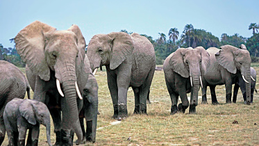 Kenya-elephant.jpg