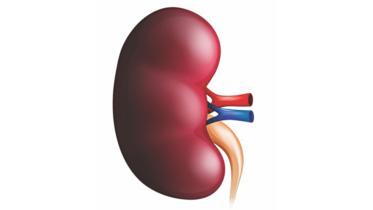 kidney donation.jpg