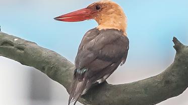 Kingfisher.jpg