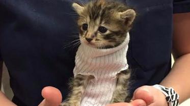 Tiny kitten, Hurricane Matthew, Petsmart's Banfield Pet Hospital, North Carolina, Socially trending, social media