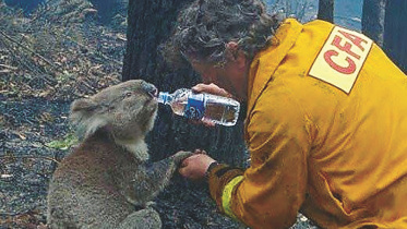 Koala.jpg