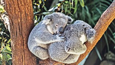 Koalas.jpg