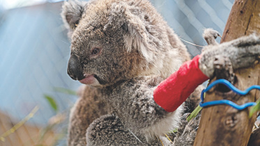 koalas lying dead.jpg