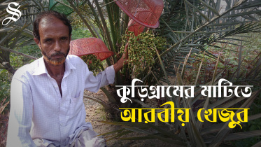 Arabian date cultivation