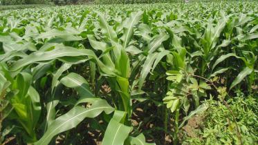 Lalmonirhat-Baby-Corn
