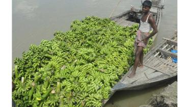 Lalmonirhat-Banana-01-(06.08).jpg