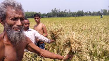 Lalmonirhat-paddy-01-(16.jpg