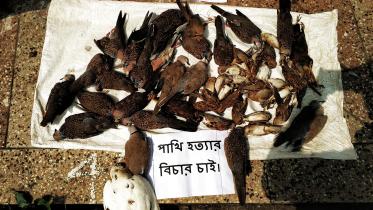 Lalmonirhat birds killed
