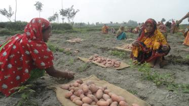 lalmonirhat potato growers.jpg