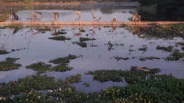 Lalmonirhat river fish