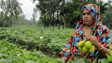 lalmonirhat veg farmer.jpg