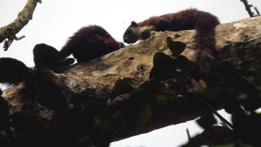 largest squirrel Bangladesh.jpg