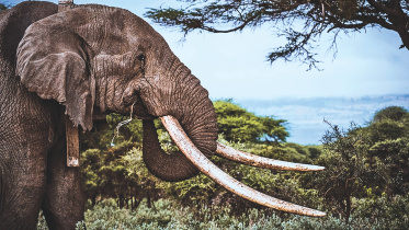 last giant tusker.jpg